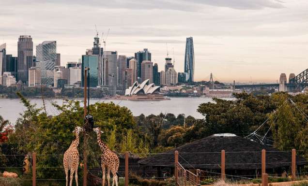 Sydney Harbour views and giraffes at Taronga Zoo