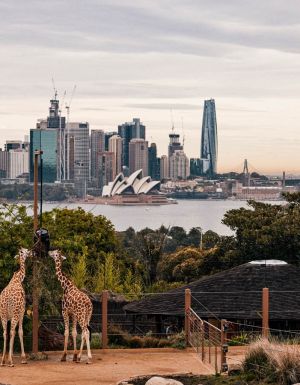Sydney Harbour views and giraffes at Taronga Zoo