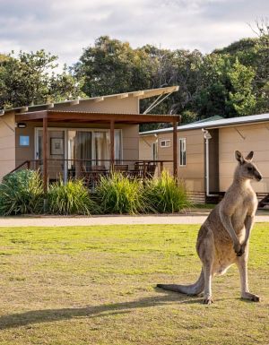 a kangaroo at Discovery Park Pambula