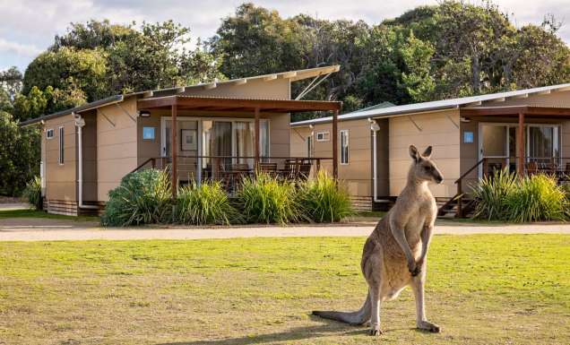 a kangaroo at Discovery Park Pambula