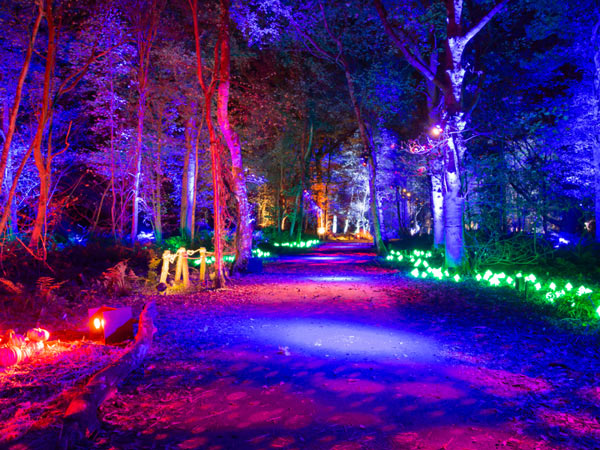 Harry Potter: A Forbidden Forest Experience light trail