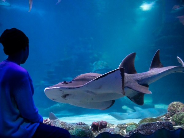 a young boy admiring sea creatures at SEA LIFE Sydney Aquarium,Darling Harbour