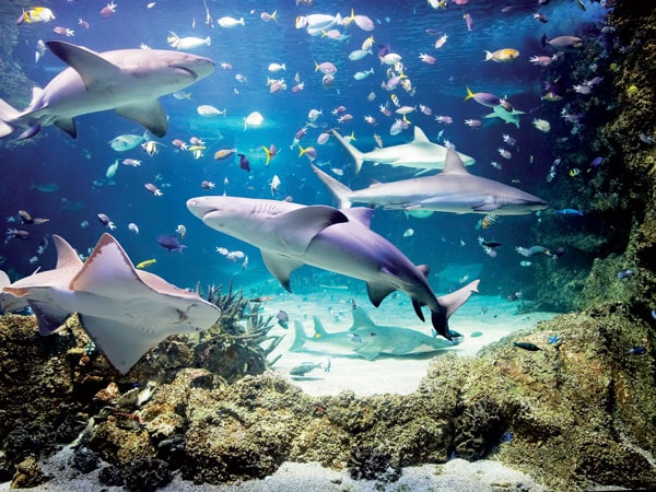Sydney Aquarium at Darling Harbour
