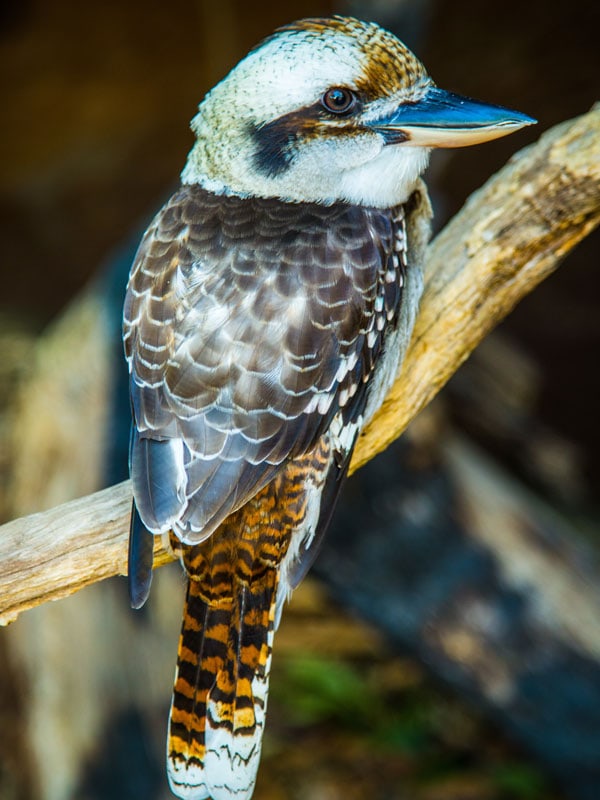 a Kookaburra at WILD LIFE Sydney Zoo, Sydney