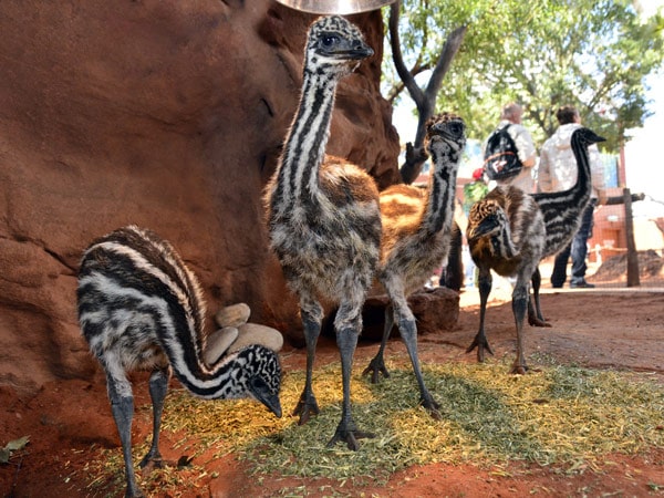 animal encounters at WILD LIFE Sydney Zoo, Sydney