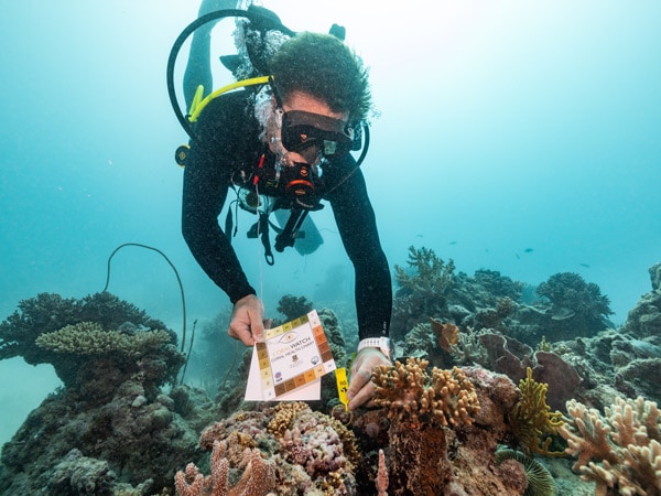 Dr. Dean Miller tagging corals and checking health before collecting
