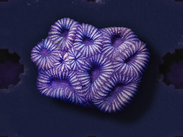 a coral fragment in the Forever Reef Project