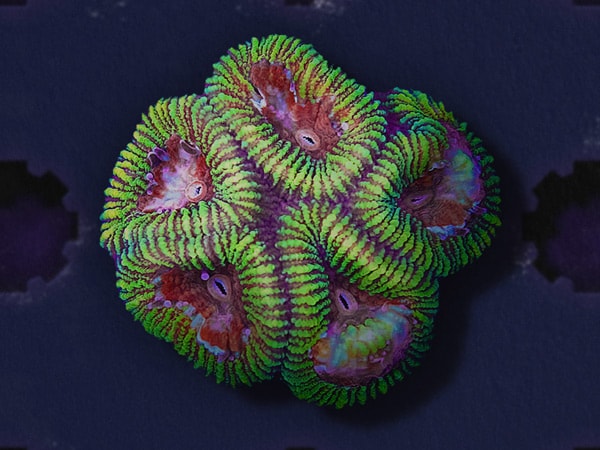 a coral fragment in the Forever Reef Project