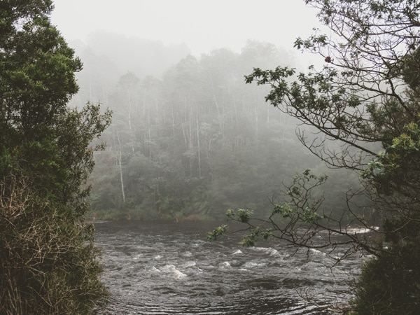 the foggy nature trail at Franklin River