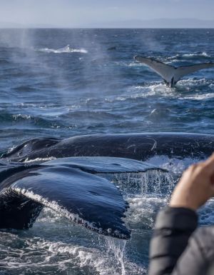 whale watching in Merimbula with Sapphire Coastal Adventures