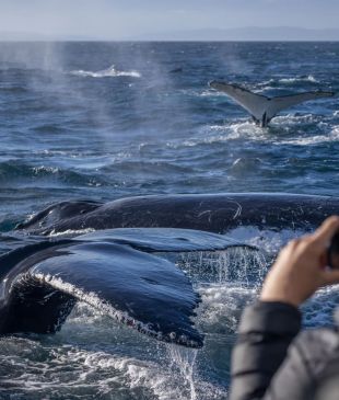 <p><i>A go-to guide</i> to whale watching in <strong>Merimbula</strong></p>
