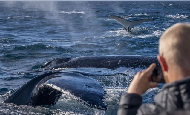 whale watching in Merimbula with Sapphire Coastal Adventures