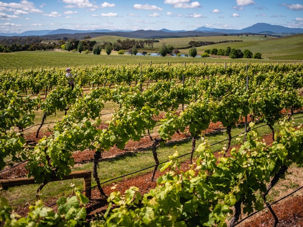the lush vineyards in Josef Chromy Wines, Tamar Valley