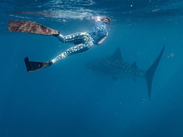 swimming with Ningaloo whale sharks