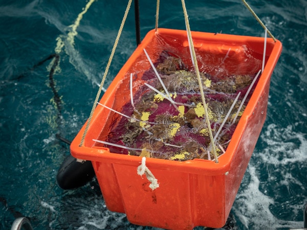 Collected corals being brought up to the vessel