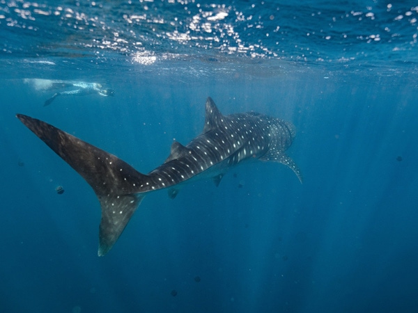 a Ningaloo shark encounter