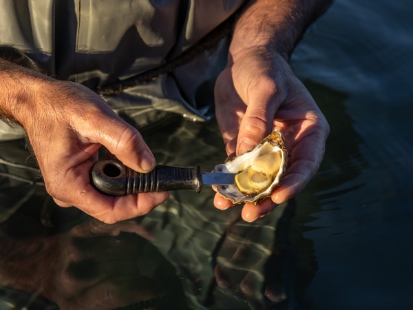 Shucking oysters on the Sapphire Coast