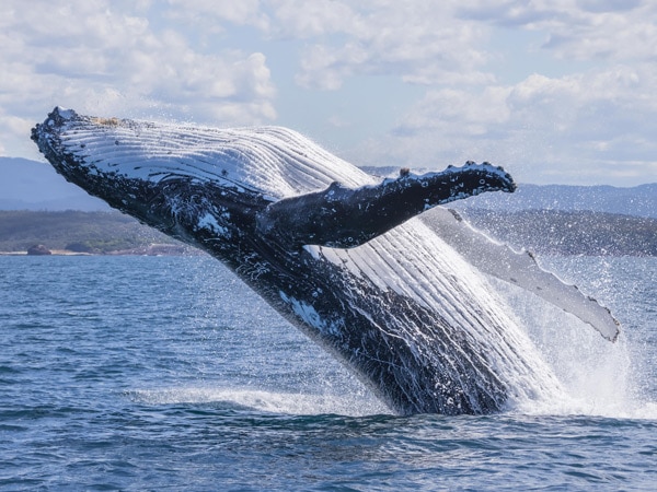 a huge whale jumping out of the water in Merimbula