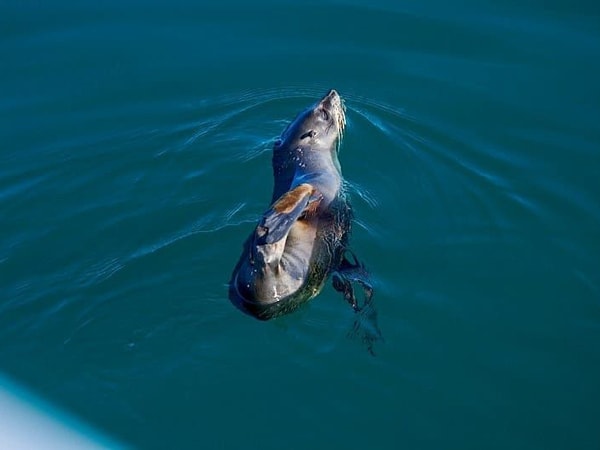 a seal swimming in the water, Cat Balou Cruises