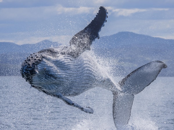 a close-up shot of a whale in Merimbula