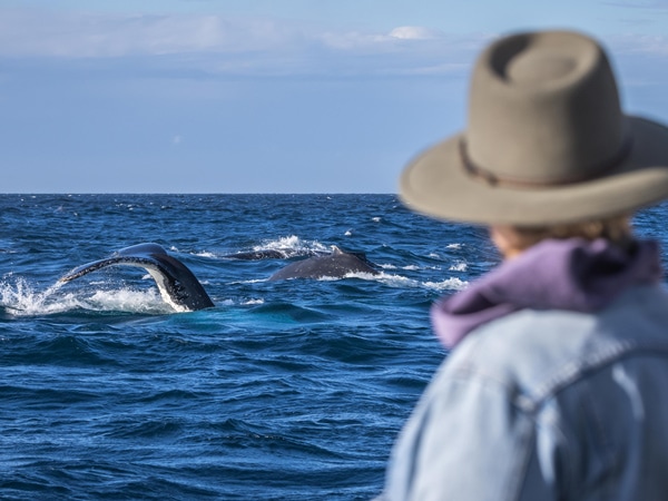 whale watching with Sapphire Coastal Adventures