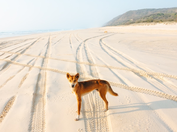 a dingo on Fraser Island