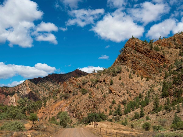 the scenic Brachina Gorge in Ikara Flinders Ranges National Park