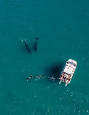 an aerial view of a whale watching tour, Hervey Bay Dive Centre