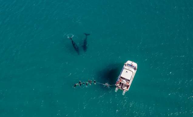 an aerial view of a whale watching tour, Hervey Bay Dive Centre
