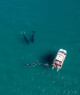 <p><i>Whale tales</i>: A dive into the marine mecca that is the <strong>Fraser Coast</strong></p>
