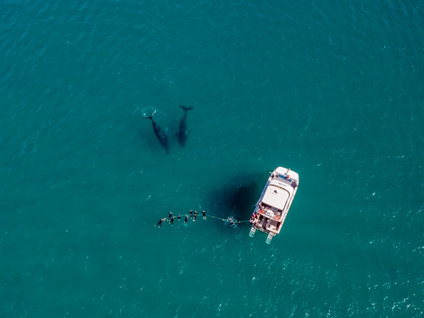 an aerial view of a whale watching tour, Hervey Bay Dive Centre