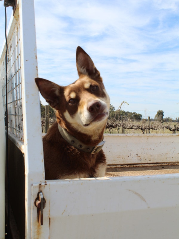 Gracie the kelpie at Restdown Wines