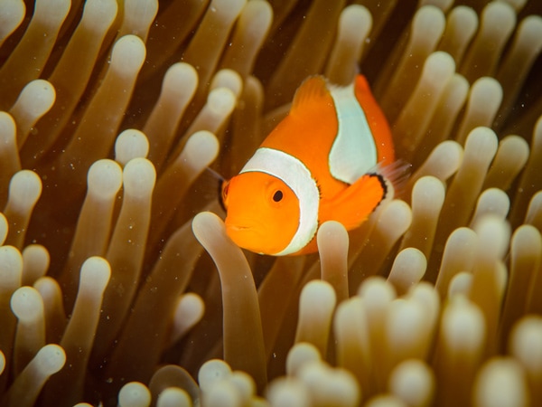 a clownfish and sea anemone in the Great Barrier Reef