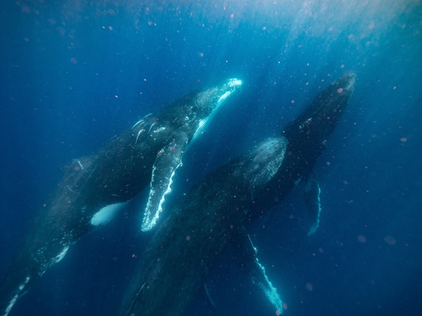 whales swimming underwater, Sunreef Mooloolaba