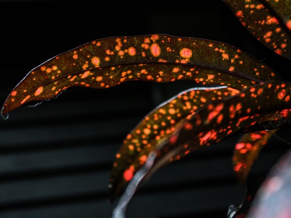 a flora landscape at the Daintree Rainforest