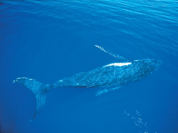 a whale spotted swimming in the waters of Fraser Island