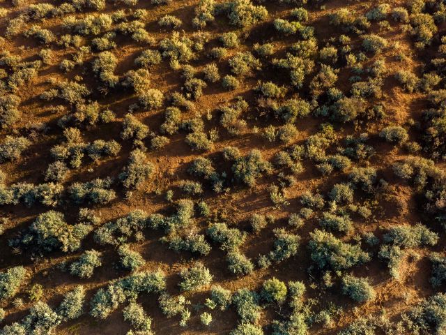 Australian Arid Lands Botanic Garden, Flinders Ranges