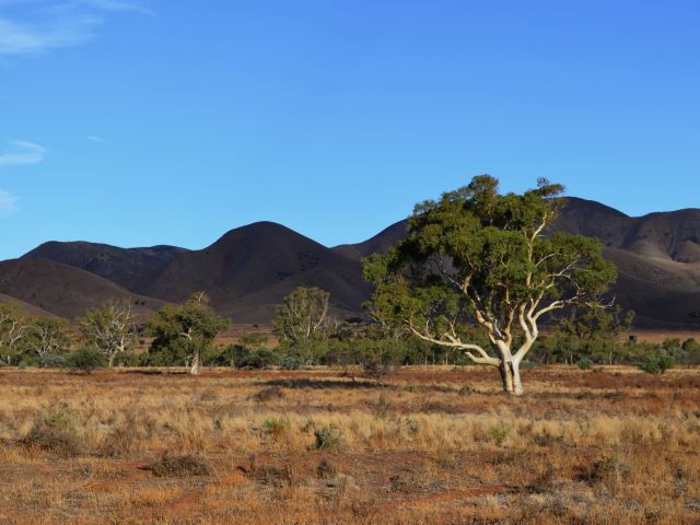 Mount Remarkable National Park, Flinders Ranges