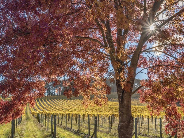 Vineyard in the Southern Highlands. 