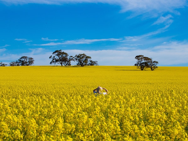 a woman in the middle of a canola field in Clare Valley