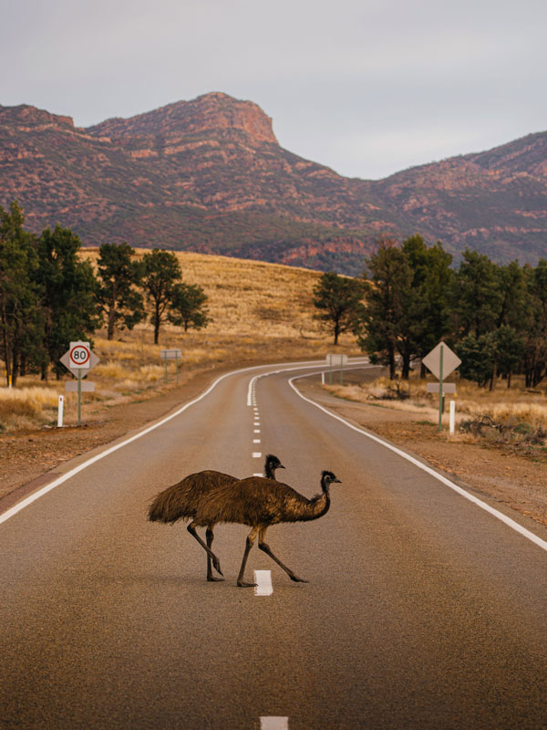 emus crossing the street in Ikara-Flinders Ranges National Park