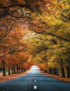 Honour Avenue, Macedon in autumn