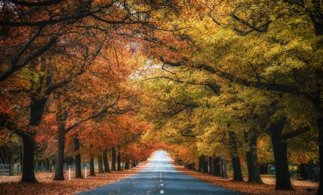 Honour Avenue, Macedon in autumn