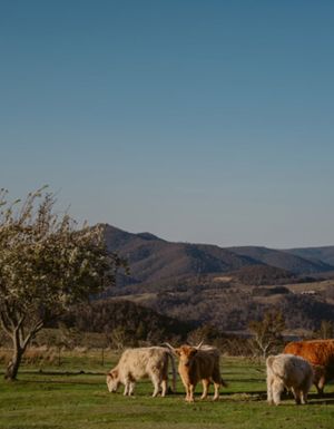 cows grazing in the filed at Seclusions Blue Mountains