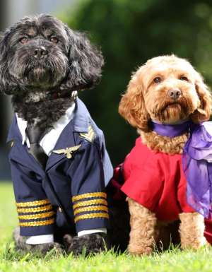 Two dogs dressed up as a pilot and flight attendant announcing Virgin Australia's new pets onboard service.