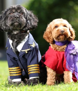 <p><i>Virgin Australia to allow pets</i> to fly in cabin in an <strong>Australian</strong>-first</p>
