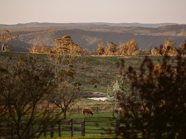 a cow grazing in the field from a distance at Seclusions Blue Mountains