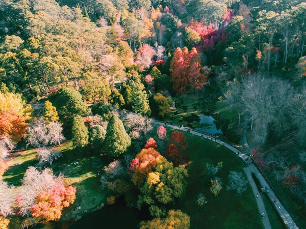 an aerial view of Mount Lofty Botanic Garden in autumn