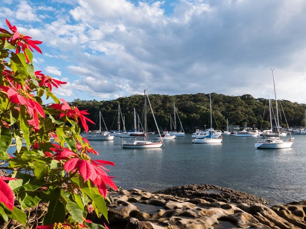 a Poinsettia plant next to North Harbour, Spit to Manly Coastal Walk, Sydney, Australia