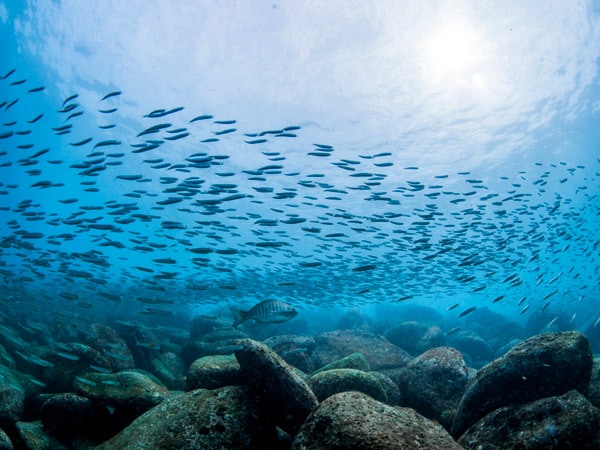 a school of fish swimming in the waters of Shelly Beach, Cabbage Bay Aquatic Reserve, Manly